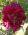 Mei Gui Sa Jin 玫瑰撒金 peony photo