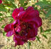 Mei Gui Sa Jin 玫瑰撒金 peony photo