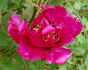 Mei Gui Sa Jin 玫瑰撒金 peony photo