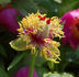<i>P. mollis</i> G. Anderson, syn. peony photo