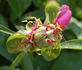 <i>P. mollis</i> G. Anderson, syn. peony photo