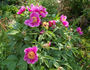 <i>P. mollis</i> G. Anderson, syn. peony photo