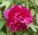 Rimpo peony photo