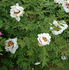 Rock's US peony photo