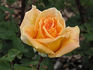 Joana Mariano rose photo