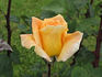 Joana Mariano rose photo