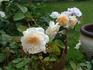 Joan Fontaine rose photo