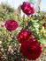 Deep Velvet ™ rose photo