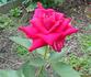 Honest Red rose photo