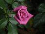 Plum Pudding ™ rose photo