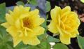 Lemon Gems rose photo