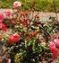 Coral Cascade rose photo