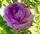 Polar Sun ® rose photo