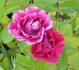 Fire Meidiland ™ rose photo