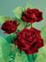 Bimboro ® rose photo