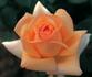 Altesse rose photo