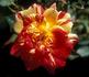 MORshook rose photo