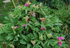 <i>P. mollis</i> G. Anderson, syn. peony photo