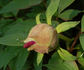 Hephestos peony photo