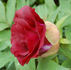 Hephestos peony photo