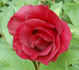 Hephestos peony photo