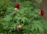 Hephestos peony photo