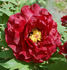 Hephestos peony photo
