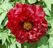 Hephestos peony photo