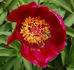 P. mascula subsp. arietina peony photo
