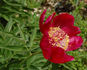 P. mascula subsp. arietina peony photo