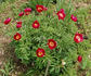 P. mascula subsp. arietina peony photo
