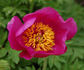 <i>P. officinalis</i> subsp. <i>humilis</i> (Retz.) Cullen peony photo