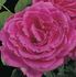 MoonBerry rose photo