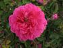 Beauty of Billiard rose photo