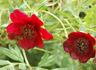 <i>P. delavayi</i> Franch. peony photo