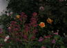 Antique Artistry ™ rose photo