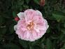 Whisper Louise rose photo