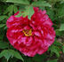 Madame Andre Devillers peony photo