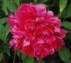 Madame Andre Devillers peony photo