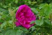 Pierette Pavement rose photo