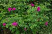 Pierette Pavement rose photo