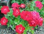Teeny Bopper™ rose photo