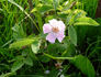 <i>Rosa abietina </i>Gren. ex Christ rose photo