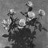 Killarney Double White rose photo