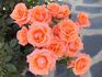 Sunset Boulevard rose photo