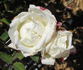 Killarney Double White rose photo