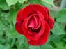 American Dream ™ rose photo