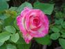 Better Homes rose photo