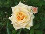 Candlelight ™ (hybrid tea, Swim rose photo