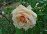 Cheshire rose photo